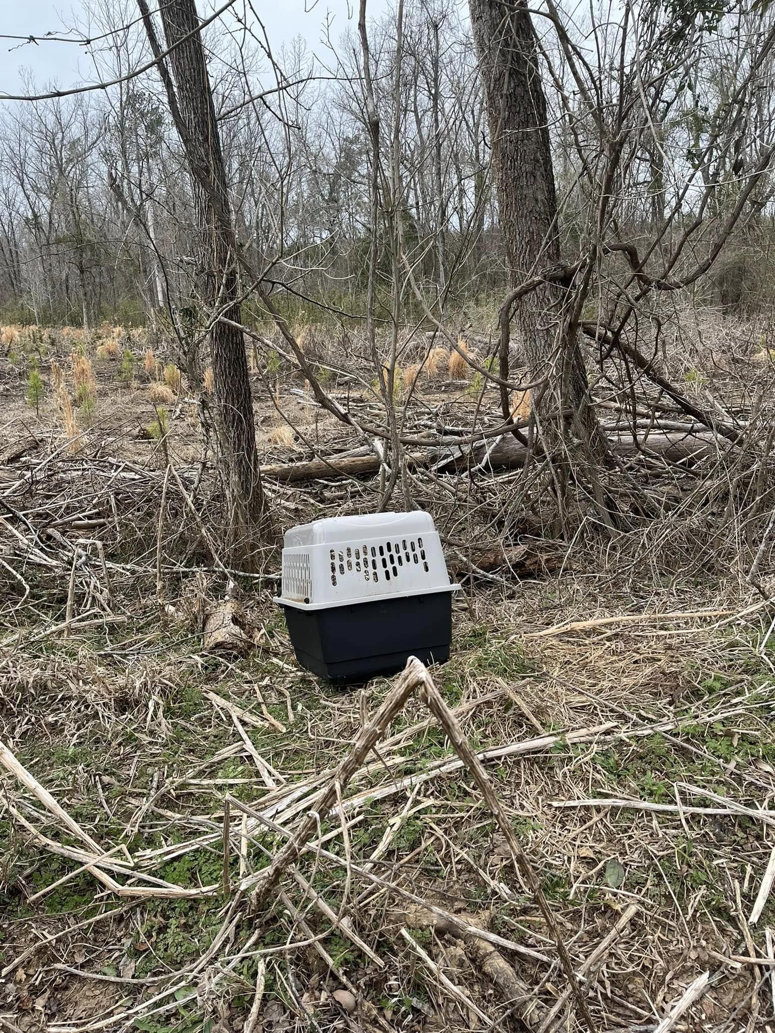 3 missing puppies abandoned in crate with no food or water in woods of Fairfield County rescued 3 missing puppies abandoned in crate with no food or water in woods of Fairfield County rescued
