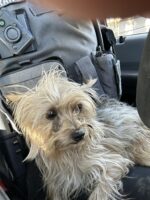 Heartless owner carried dog into shelter by scruff of neck but compassionate animal control officers refused to let the worst happen Heartless owner carried dog into shelter by scruff of neck but compassionate animal control officers refused to let the worst happen