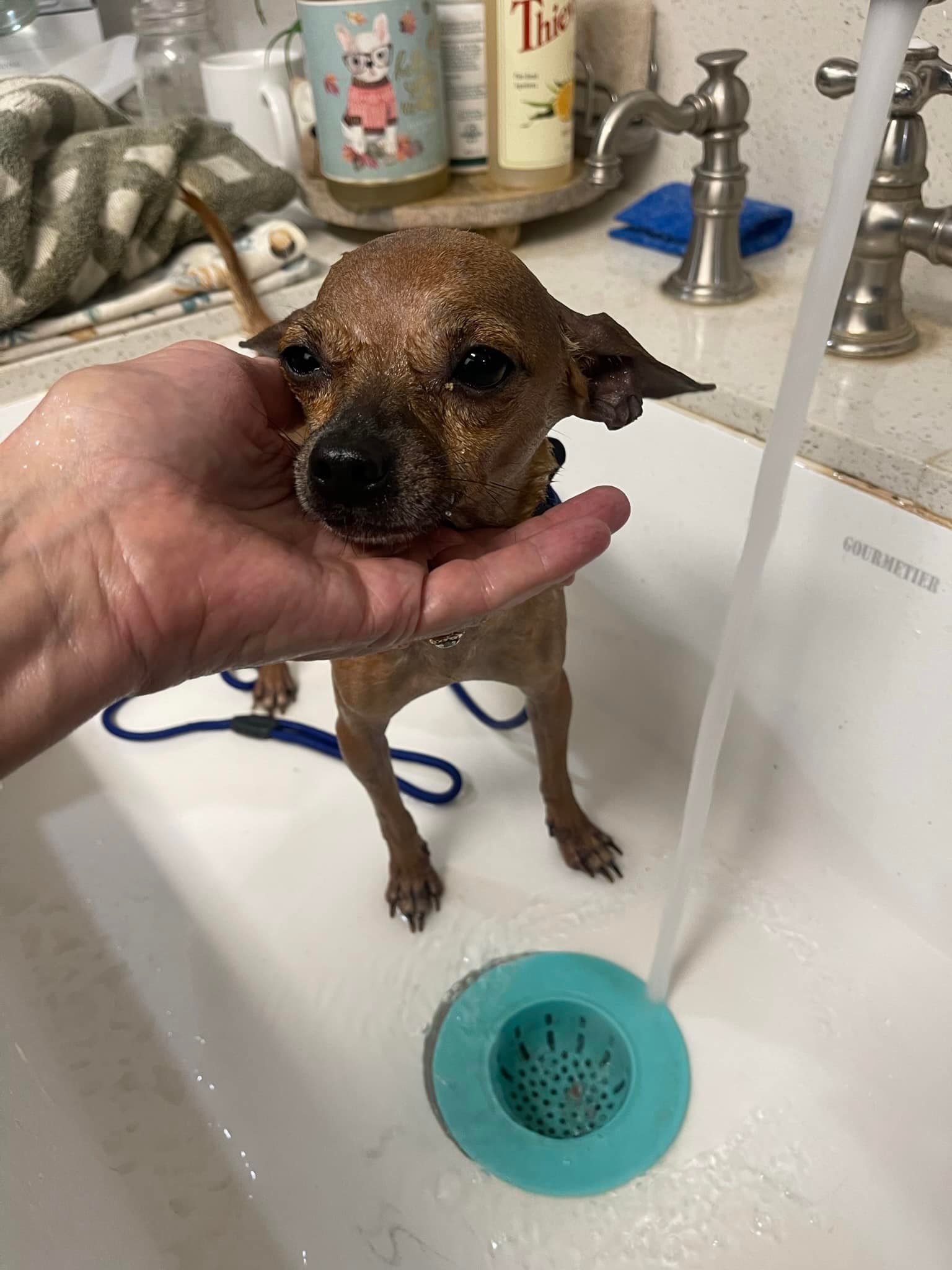 Tiniest dog abandoned on corner saved from oncoming traffic when rescuer turned down street just in time Tiniest dog abandoned on corner saved from oncoming traffic when rescuer turned down street just in time