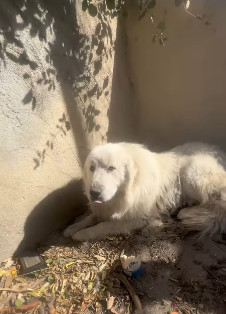 Most loyal dog in grave danger near freeway refused to leave deceased mate until help arrived