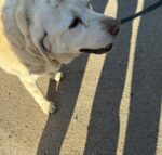 Senior Lab rescued from sinkhole in her owner’s backyard