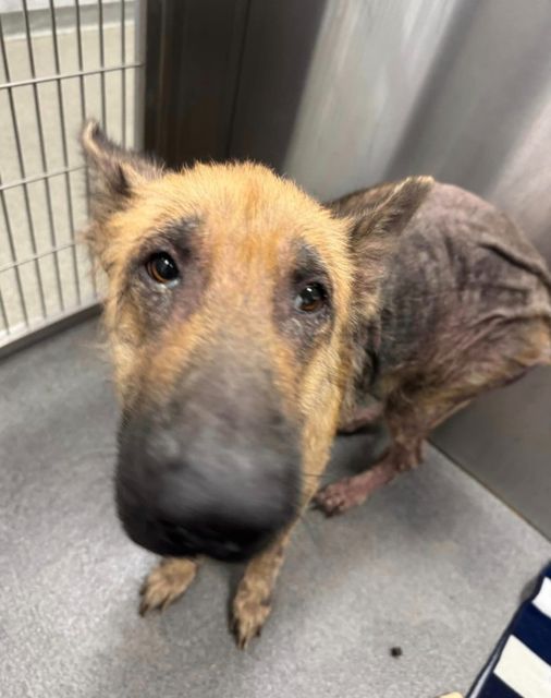 ‘Fancy Nancy’ maintains a spark of hope in her eyes at Texas shelter and sure could use help ‘Fancy Nancy’ maintains a spark of hope in her eyes at Texas shelter and sure could use help
