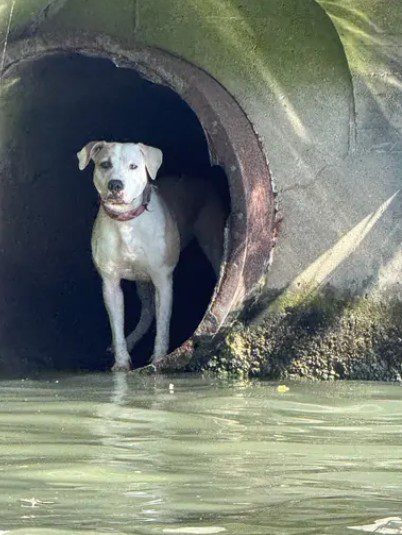 Boater spotted dog trapped in Chicago drainpipe and called police for help