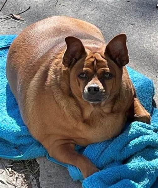 Heartbreaking: 14 year old obese Chihuahua surrendered to Texas shelter