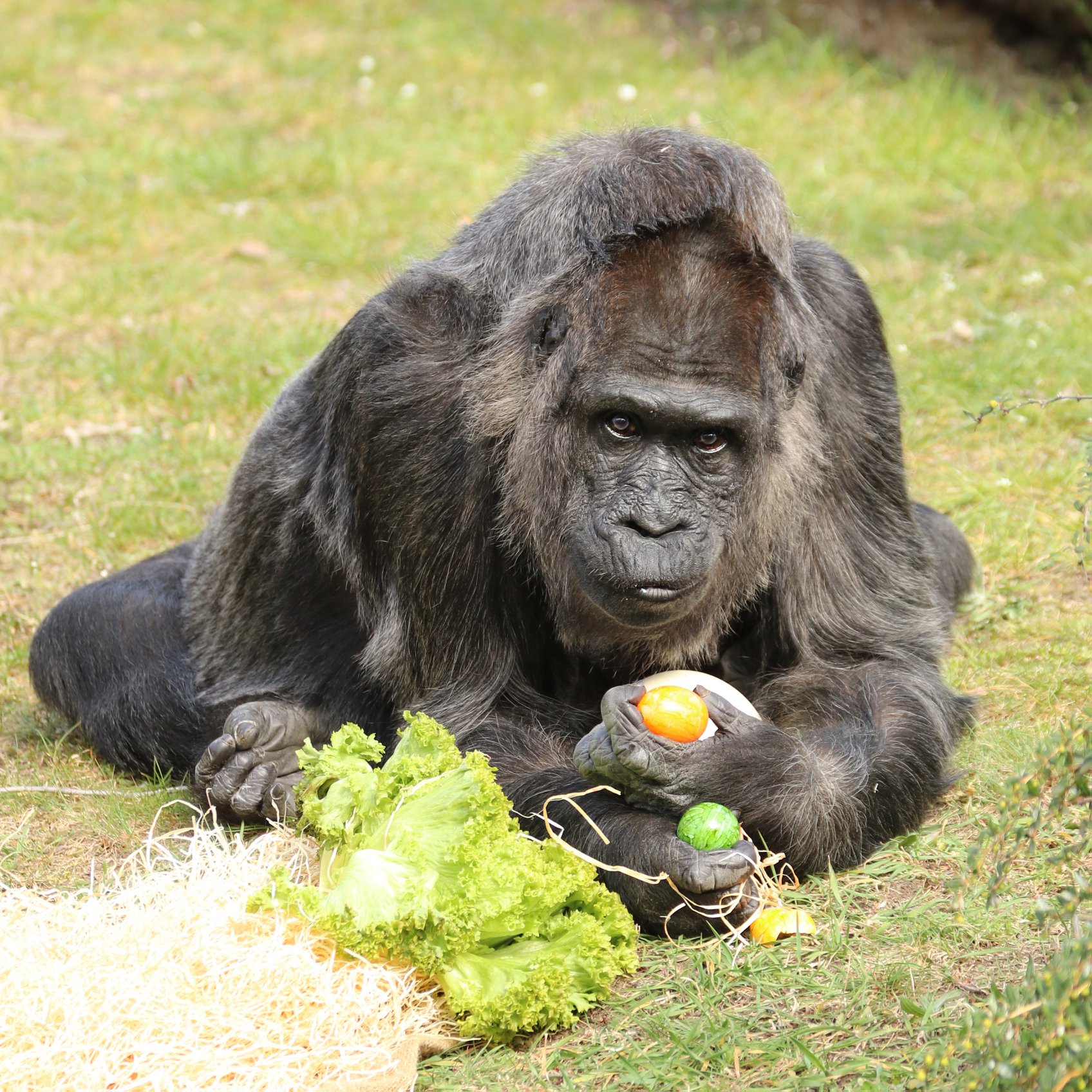 Fatou the world’s oldest zoo gorilla celebrates her 68th birthday with fruits and veggies Fatou the world’s oldest zoo gorilla celebrates her 68th birthday with fruits and veggies