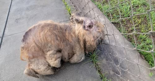 Terribly neglected dog found matted and unable to move first believed to be rabbit Terribly neglected dog found matted and unable to move first believed to be rabbit