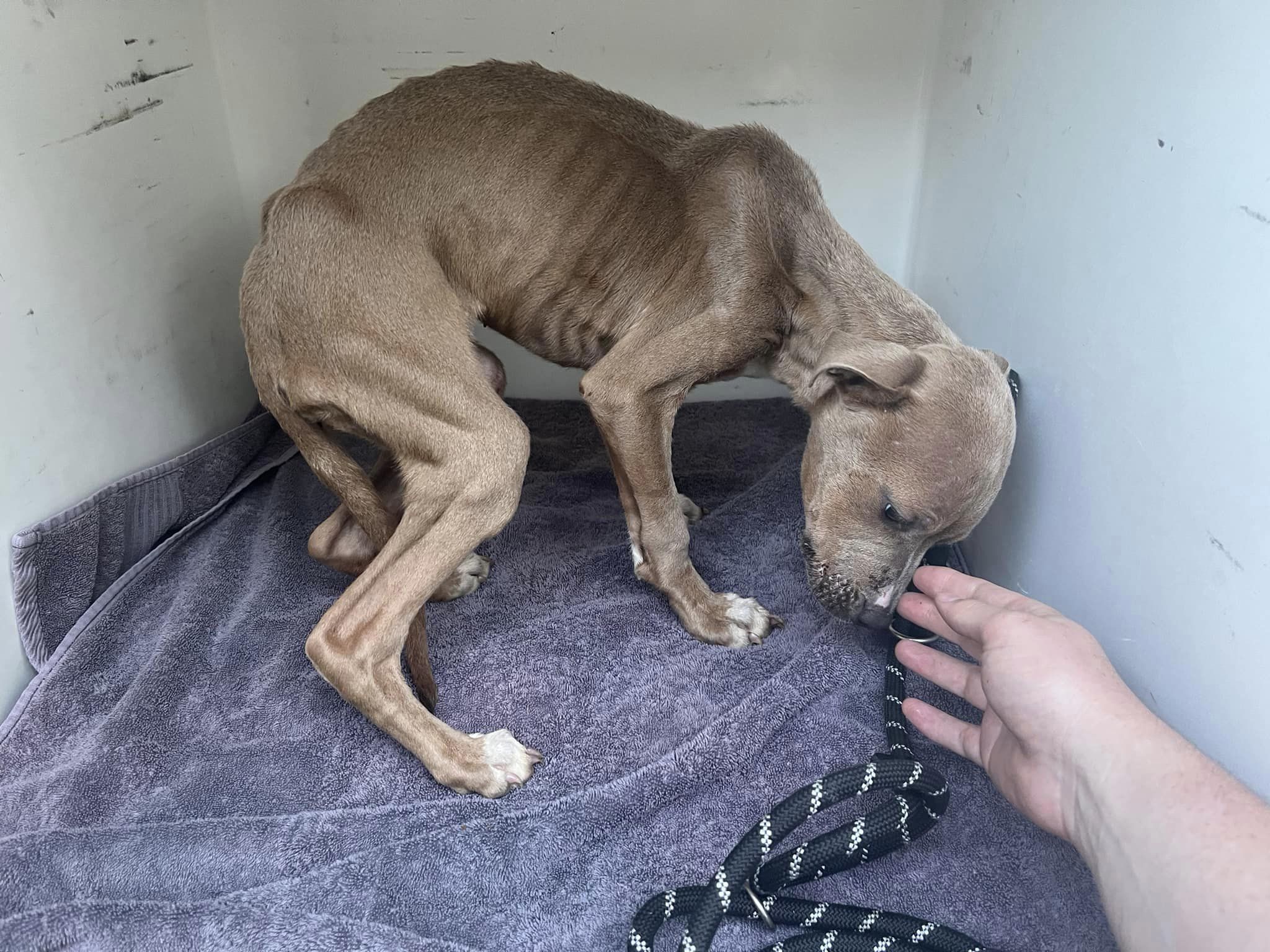 Bittersweet story of ‘skeleton with skin’ puppy now on path to recovery