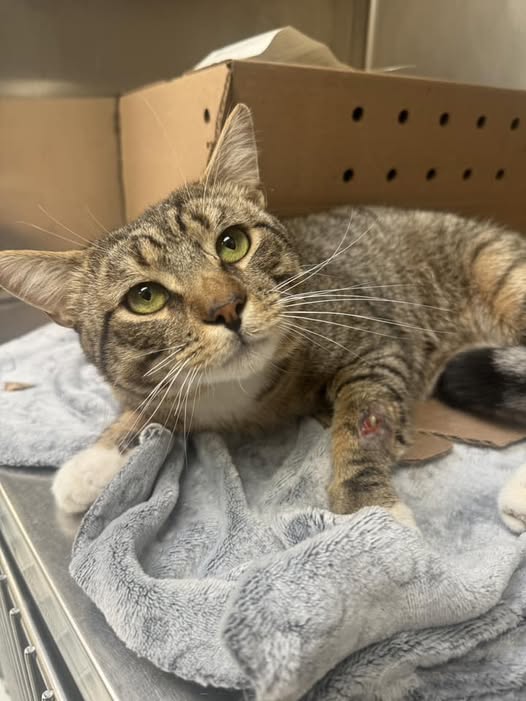 Freezing cold and scared Felix left in box outside animal shelter with note