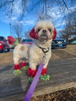 Festive pup found wandering streets can’t find her home