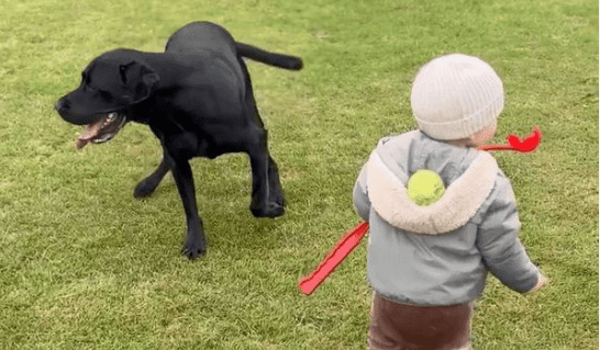 Labrador retriever and toddler confused after ball they were using to playing fetch disappeared Labrador retriever and toddler confused after ball they were using to playing fetch disappeared