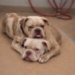 Two one-year-old English bulldogs clinging together in overcrowded shelter