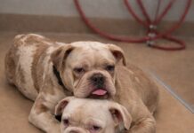 Two one-year-old English bulldogs clinging together in overcrowded shelter
