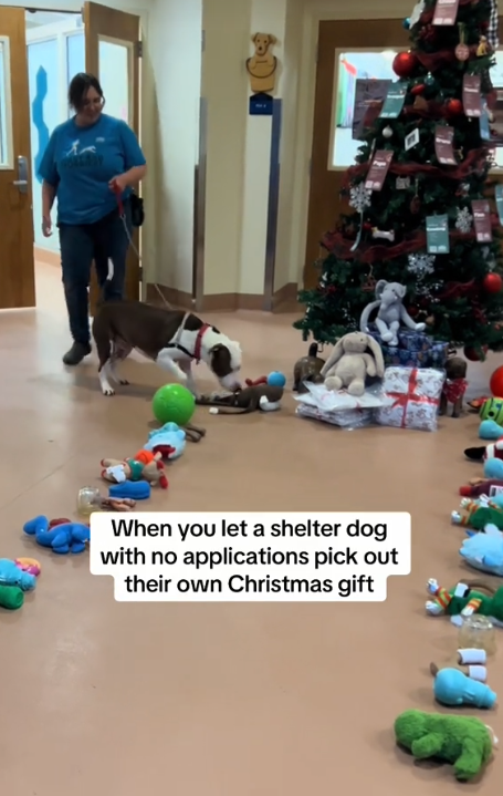 Shelter dog no one wants to adopt picks out his own Christmas toy and we all want to help him find a home
