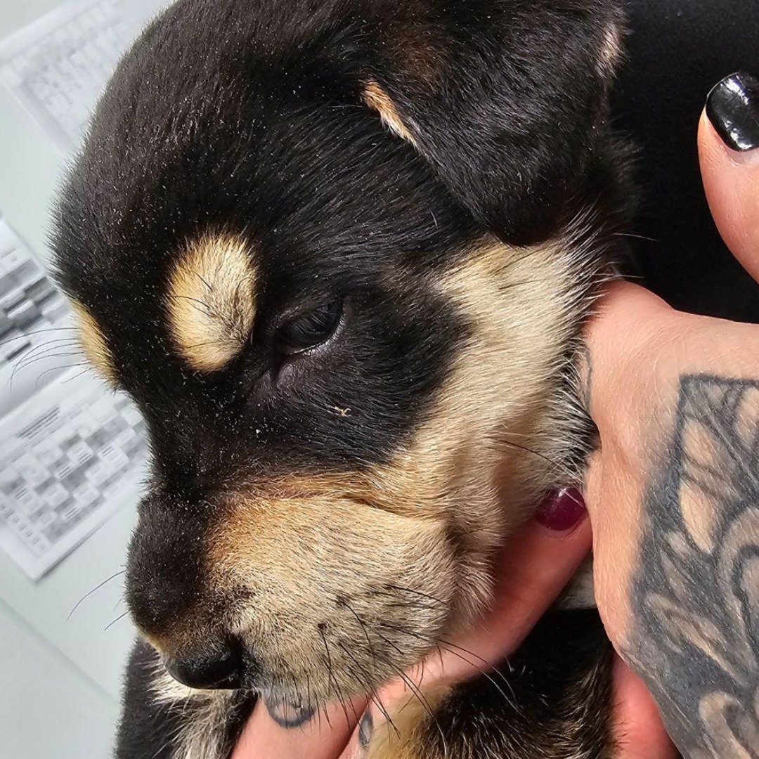One month old ‘spunky’ puppy with mouth banded shut gets new chance at life