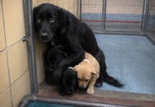 Fiona and her friendly puppies yet no one has stepped up to rescue them as their chances diminish