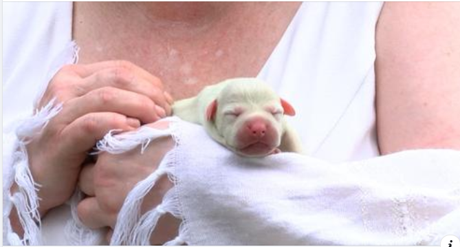 Tiny puppy born green and her name is Fiona