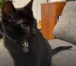 Oregon man says 9-week-old kitten saved his life from house fire