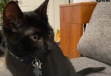 Oregon man says 9-week-old kitten saved his life from house fire