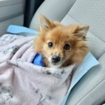 Abandoned on side of road in crate, 3 pound brave little dog fighting for his life