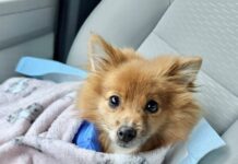 Abandoned on side of road in crate, 3 pound brave little dog fighting for his life