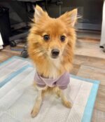 UPDATE: 3 pound pup abandoned in crate left to die on side of road defies odds