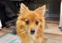 UPDATE: 3 pound pup abandoned in crate left to die on side of road defies odds