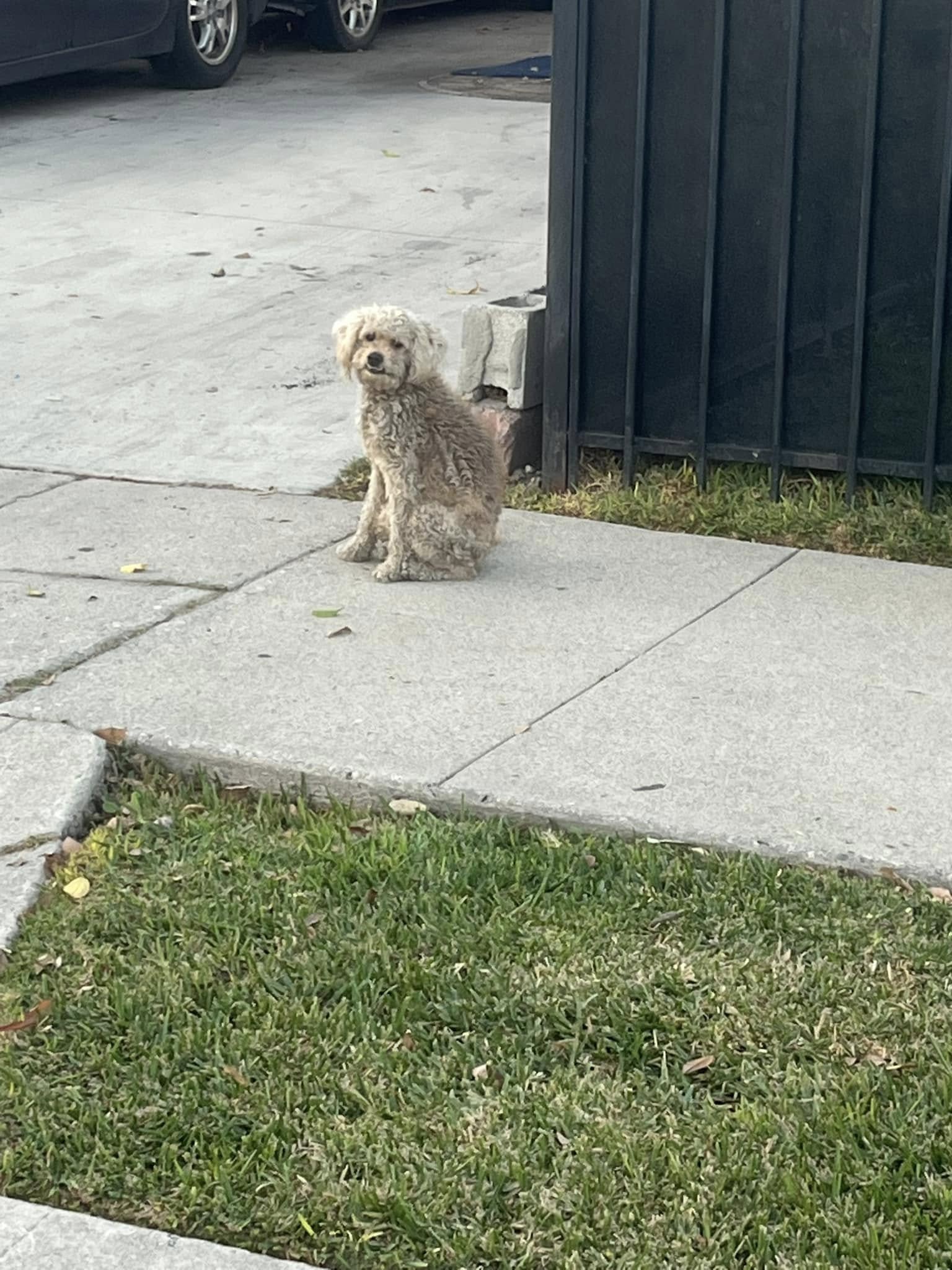 Abandoned dog sat and waited exactly where he was left by his owner who never returned Abandoned dog sat and waited exactly where he was left by his owner who never returned