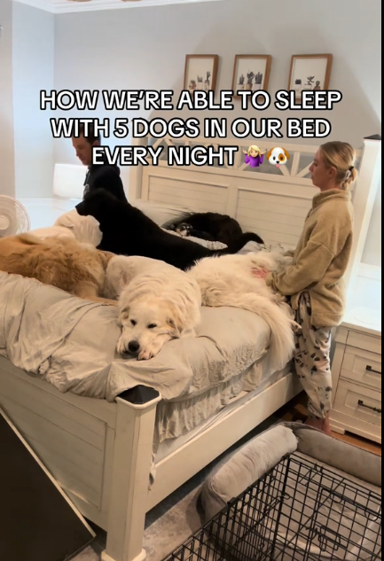 Florida couple share how 5 rescue dogs sleep comfortably in bed with them