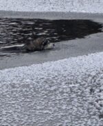 Dog struggling in icy pond over hour brought back to life now has loving family