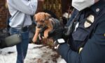 Rescuers in crisis mode after seizing 64 dogs and cats living in filth from hoarder house