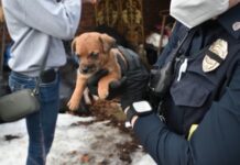 Rescuers in crisis mode after seizing 64 dogs and cats living in filth from hoarder house
