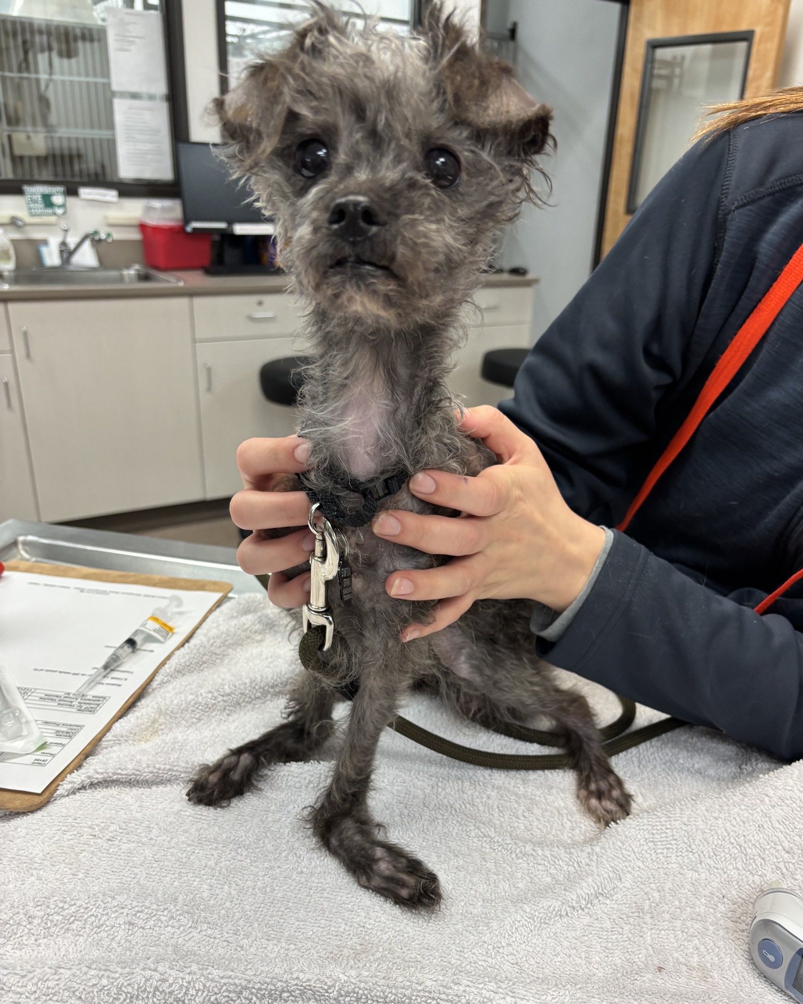 How one little discarded dog ‘full of joy’ was able to get surgery she needed to recover from terrible neglect
