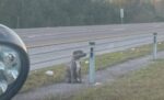 Loose dog running along Tampa’s I-275 safe because of Florida Highway Patrol officer