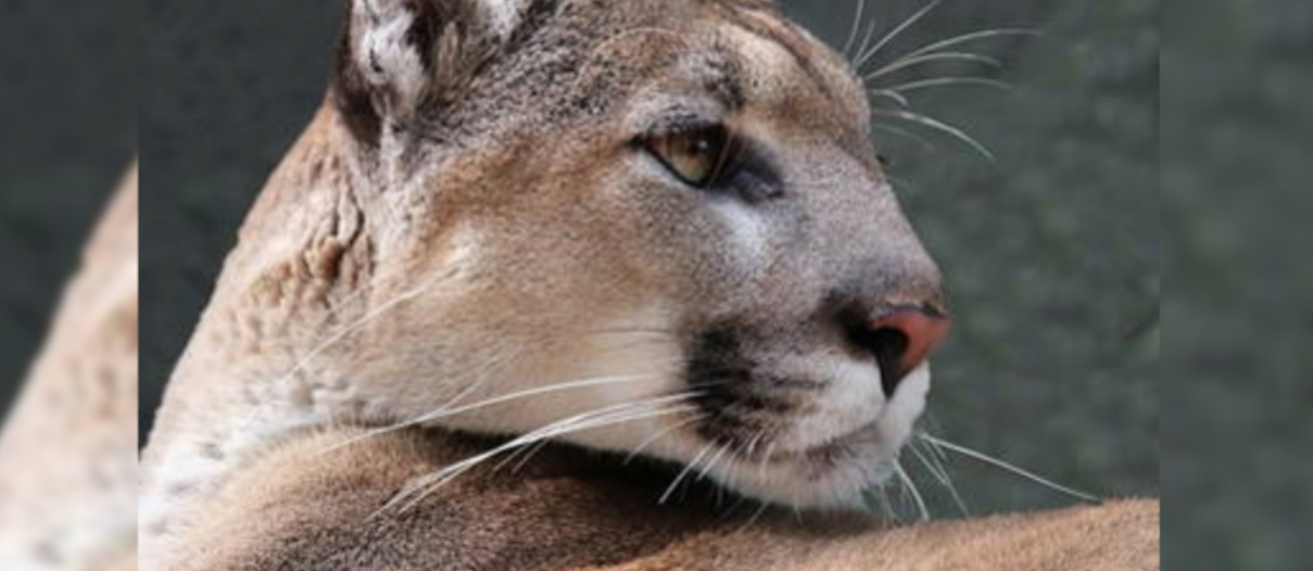 Rare and elusive young Florida panther killed by vehicle Rare and elusive young Florida panther killed by vehicle
