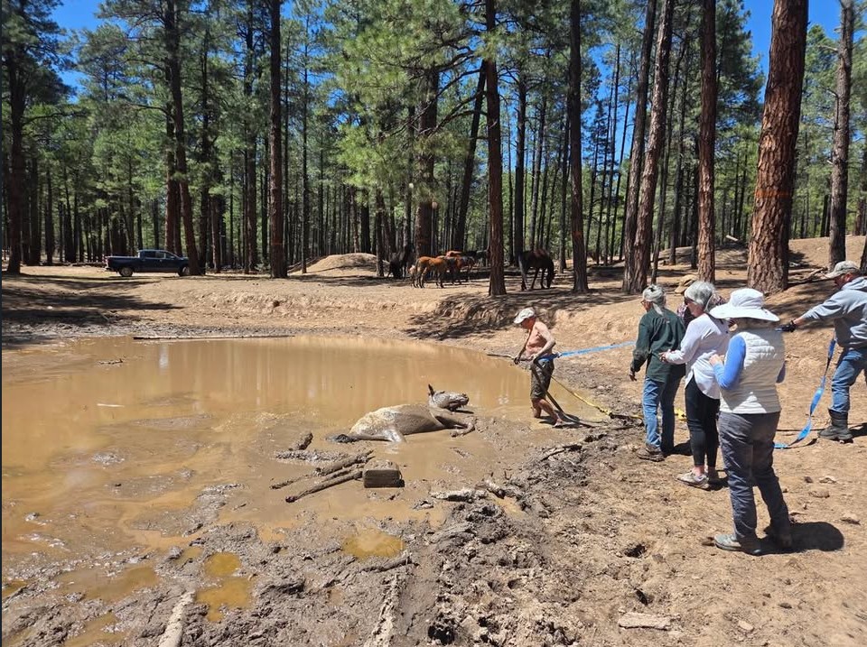 Mare and foal rescued from deep mudhole at Arizona national park