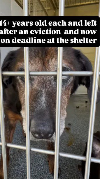 Heartwarming: 13 year old doggy besties taken from owners after home eviction rescued in nick of time Heartwarming: 13 year old doggy besties taken from owners after home eviction rescued in nick of time