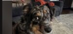 Family dog missing after delivery driver shot pup Easter Sunday in residential subdivision