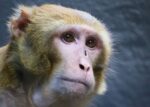 Heartwarming: Rhesus monkey’s lab life changed forever with new home after frightening highway accident in Mississippi.