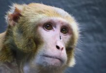 Heartwarming: Rhesus monkey’s lab life changed forever with new home after frightening highway accident in Mississippi.