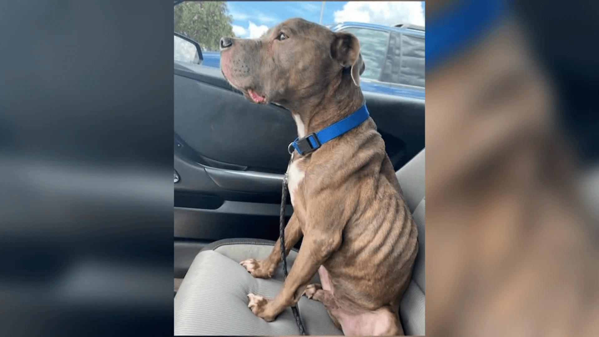 Fort Meyers pit bull1