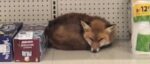 Chilled fox grabbing a little warm time in Philadelphia grocery store