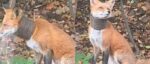 UPDATE: Fox with plastic pipe around neck rescued, treated and released back into wild