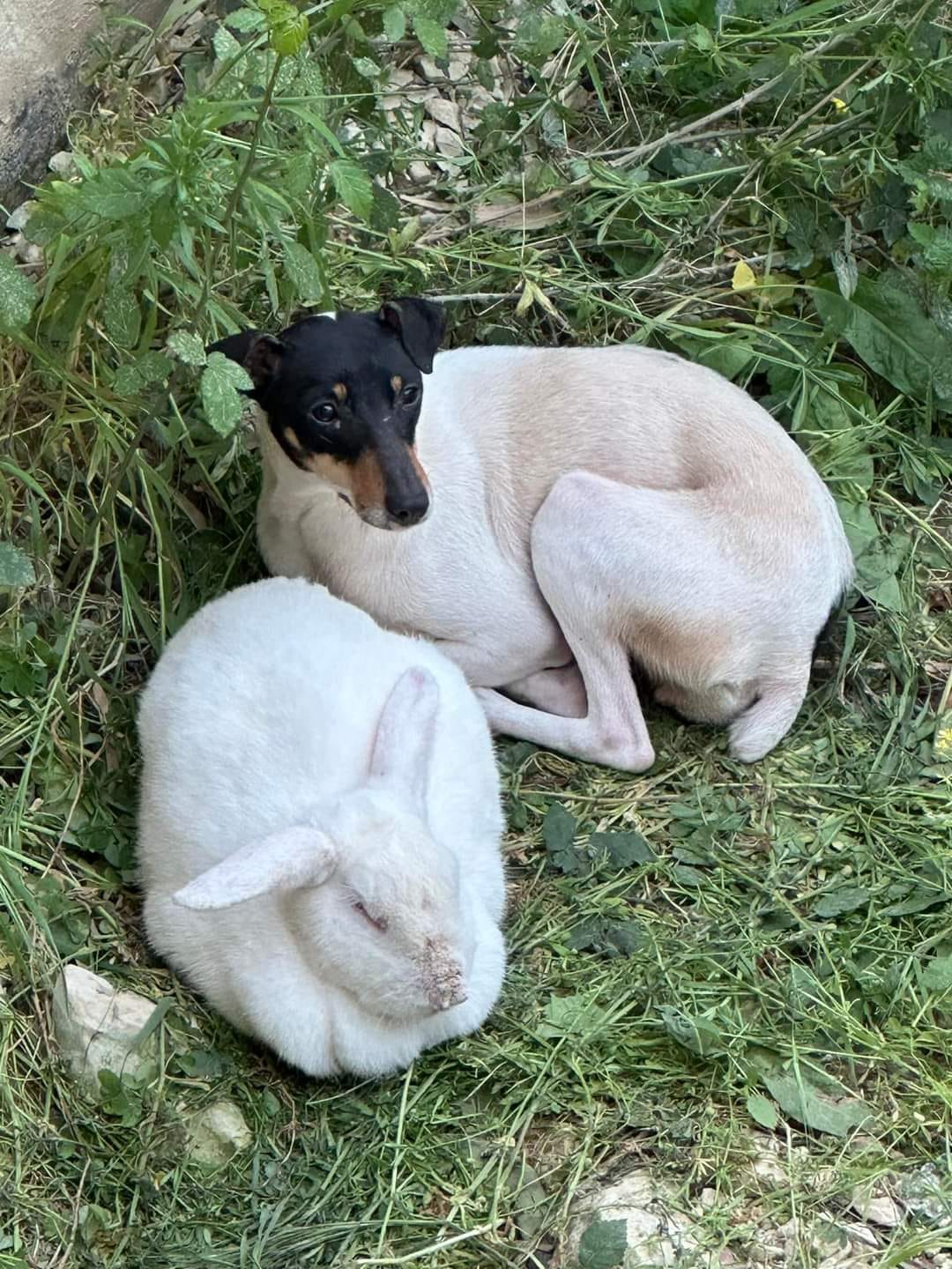 Fox terrier and rabbit 2