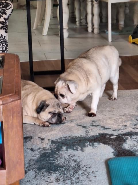 12-year-old senior pug brothers ‘couch potatoes’ need home after owner fell ill 12-year-old senior pug brothers ‘couch potatoes’ need home after owner fell ill