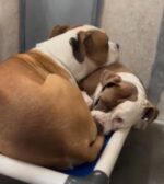 Heartbreaking: One morning bonded dogs were home but by sundown they were clinging to each other at noisy shelter