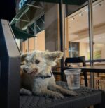 Lost senior dog found at Starbucks patio waiting for ‘pup cup’ Lost senior dog found at Starbucks patio waiting for ‘pup cup’