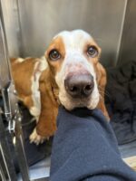 Heartbreaking: Basset Hound abandoned in freezing cold along railroad tracks