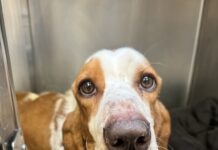 Heartbreaking: Basset Hound abandoned in freezing cold along railroad tracks