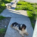 Five dogs in ‘unkempt’ condition found wandering in Fremont
