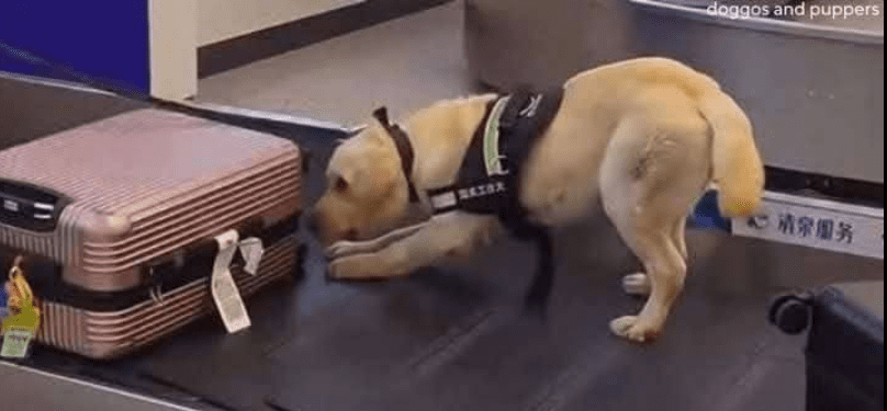 Airport sniffer dog detects odors humans cannot – even dog treats Airport sniffer dog detects odors humans cannot – even dog treats